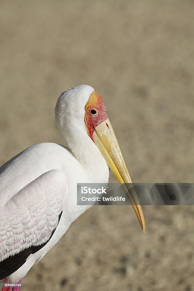 Tantalo beccogiallo - Foto stock royalty-free di Africa