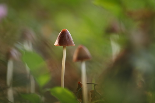 Some mushrooms in the forest in autumn