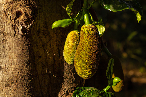 Goiania, Goias, Brazil – August 03, 2023: Some green jackfruit growing on the tree in the morning light.