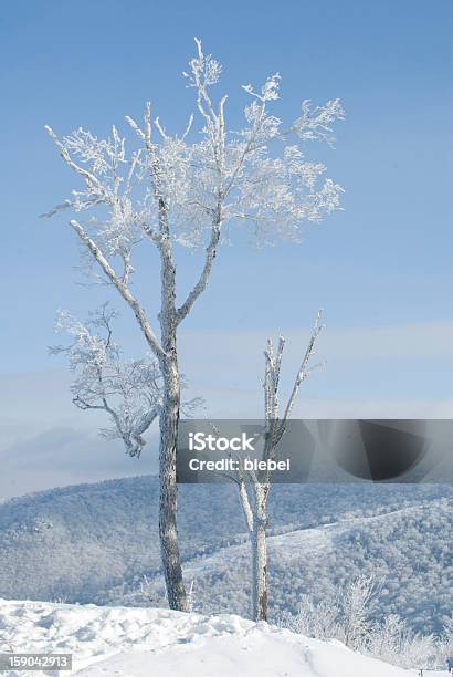 Hoar Frost Stockfoto und mehr Bilder von Ast - Pflanzenbestandteil - Ast - Pflanzenbestandteil, Blau, Eis