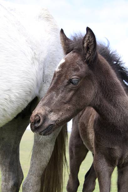 istock black foal standing new forest national park 159043210