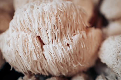 Close up of hericium erinaceus or Lions mane mushroom. Medical mushroom concept