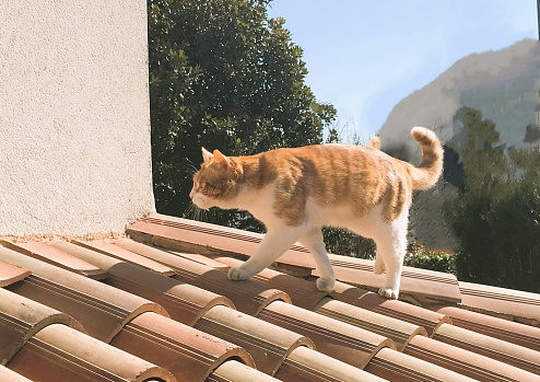 Lancelot the cat on the roof of the house