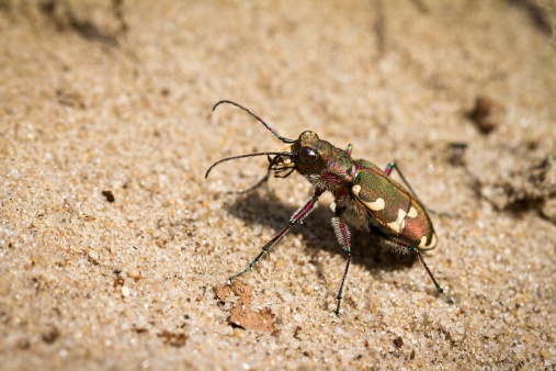 Cicindela hybrida, also known as the northern dune tiger beetle