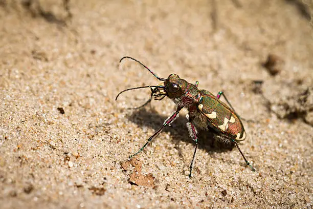 Photo of Tiger beetle