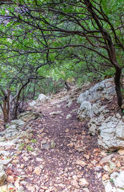 istock Majestic Djebel Zaghouan: Tunisia's Stunning Mountain 1590436731