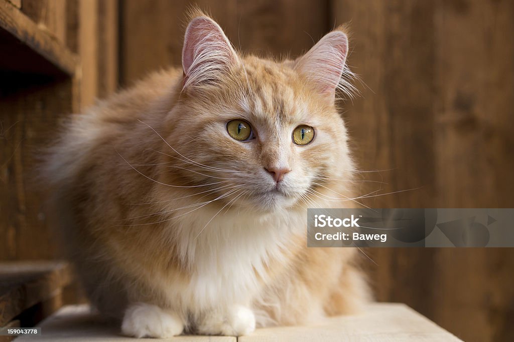 Red Maine-Coon-Katze - Lizenzfrei Bauholz-Brett Stock-Foto