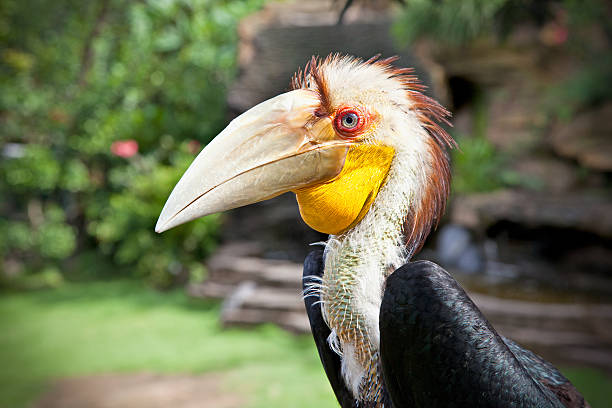 istock Male Hornbill in nature surrounding on Bali 159044033