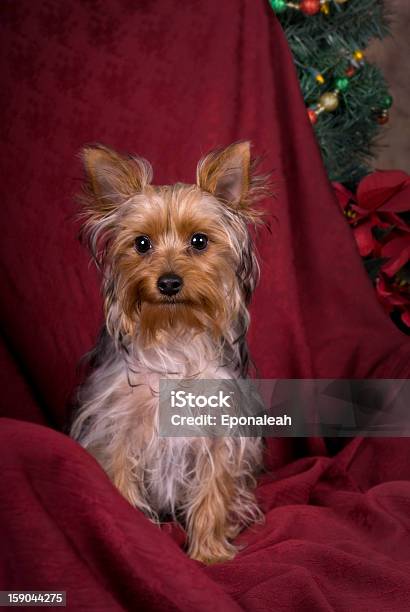 Terrier De Yorkshire Retrato De Navidad Foto de stock y más banco de imágenes de Alerta - Alerta, Animal, Belleza de la naturaleza