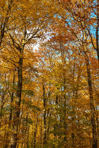 istock Autumn colors,  leaves and trees 159044282