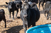 Cattle are ready for a fresh drink of water