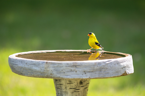 An American Goldfinch on the edge of a birdbath after drinking water on a hot summer day.