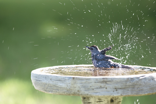 A Gray Catbird splashing water as it bathes in a birdbath on a hot summer day.