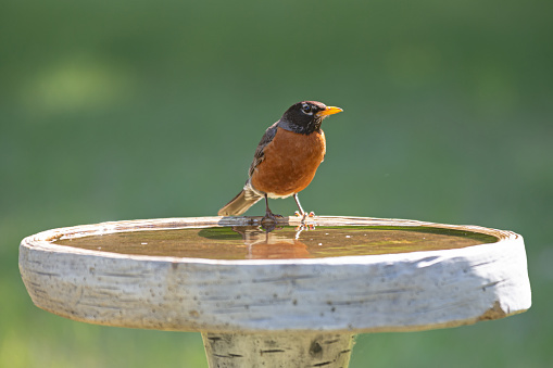 An American Robin perched on the edge of a birdbath.