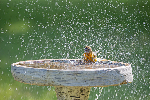 A young Northern Oriole splashes water as it bathes in a birdbath on a hot summer day.