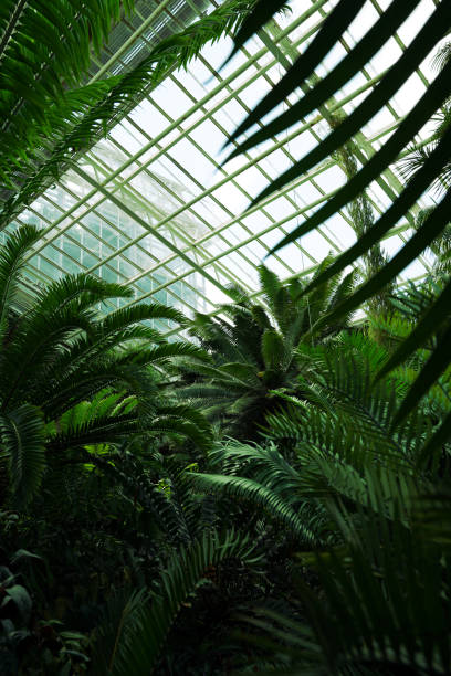 istock Greenhouse Wallpaper 1590455817