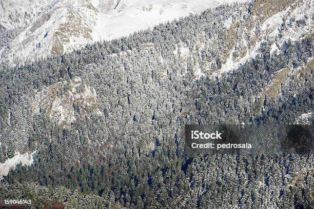 Wald Stockfoto und mehr Bilder von Baum - Baum, Berg, Europa - Kontinent