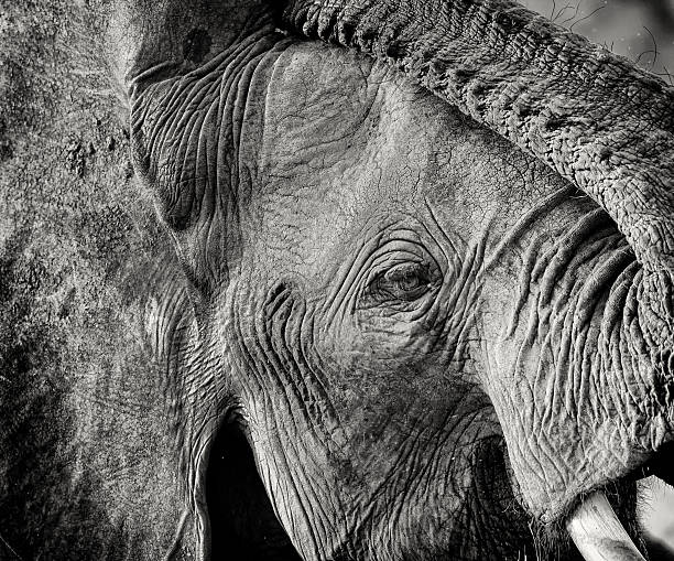 istock Elephant face, Kenya  Safari -Maasai Mara 159046175