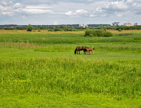 A Paint horse and a Dark Brown stroll across a lush, green field while a Chestnut stands facing us.  In the far distance, three more horses stand in front of a small mound.  A cloudless blue sky hangs above it all.