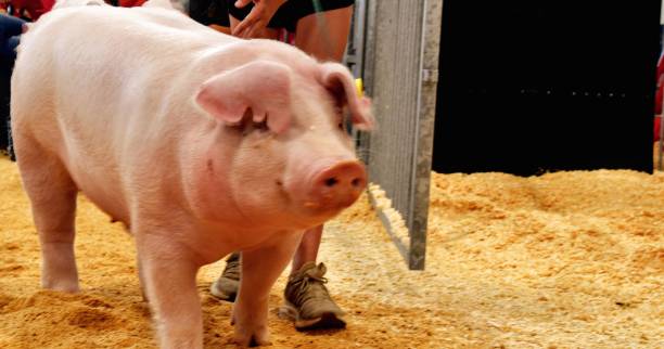 istock Small Pig Walking Down The Aisle 1590473577