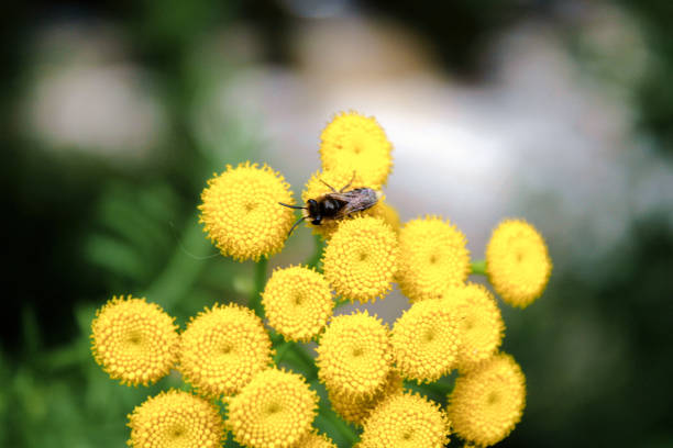 Bee foraging on a helycrisis flower Audignies North of France 3 august 2023