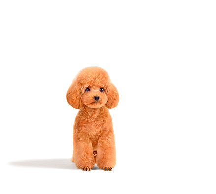 Little puppy of cute toy poodle sitting alone on white background