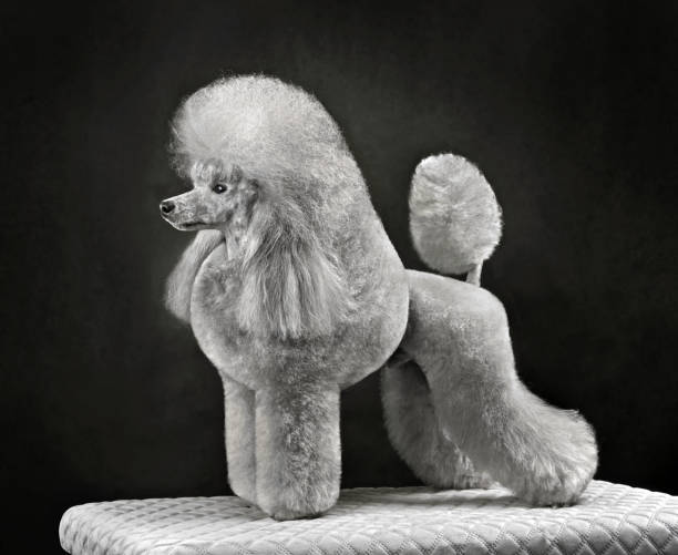 istock Chic gray toy poodle 1590491317