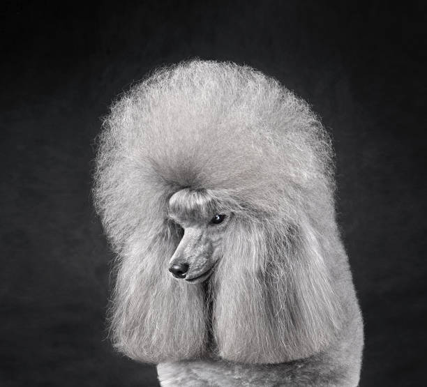 istock Profile portrait of elegant gray poodle 1590491567