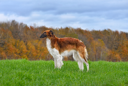 Beautiful russian borzoi dog standing on autumn field landscape