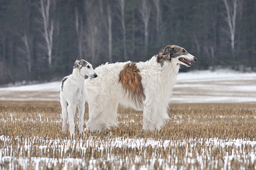 Adult dog and puppy of russian borzoi dog standing on winter field landscape