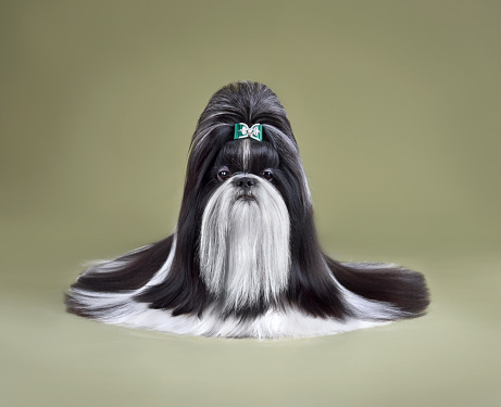 Show class black and white Shih Tzu dog with long haer on olive background