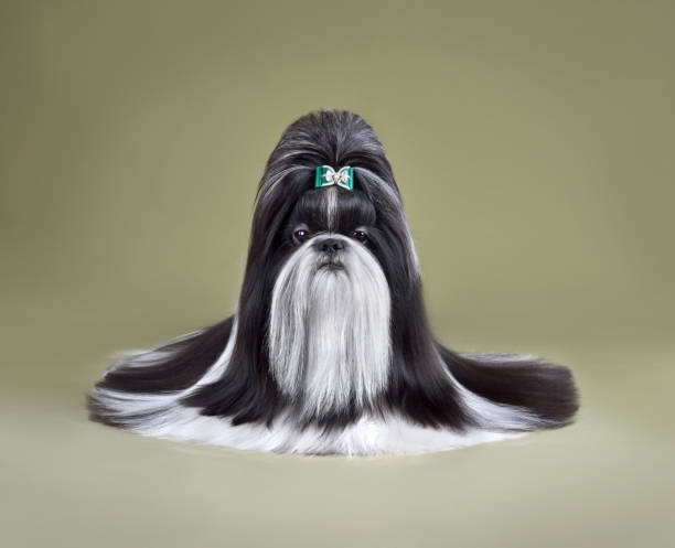 Beautiful Shih Tzu dog Show class black and white Shih Tzu dog with long haer on olive background tibetan lion dog stock pictures, royalty-free photos & images
