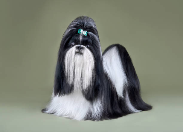 istock Beautiful black and white Shih Tzu dog 1590493642