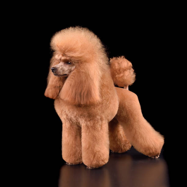 istock Beautiful apricot toy poodle 1590494181