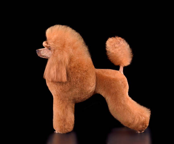istock Apricot poodle on a black background 1590494681