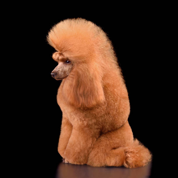 istock Beautiful apricot poodle 1590494695