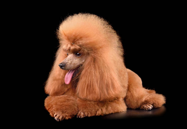 istock Beautiful apricot poodle 1590495204