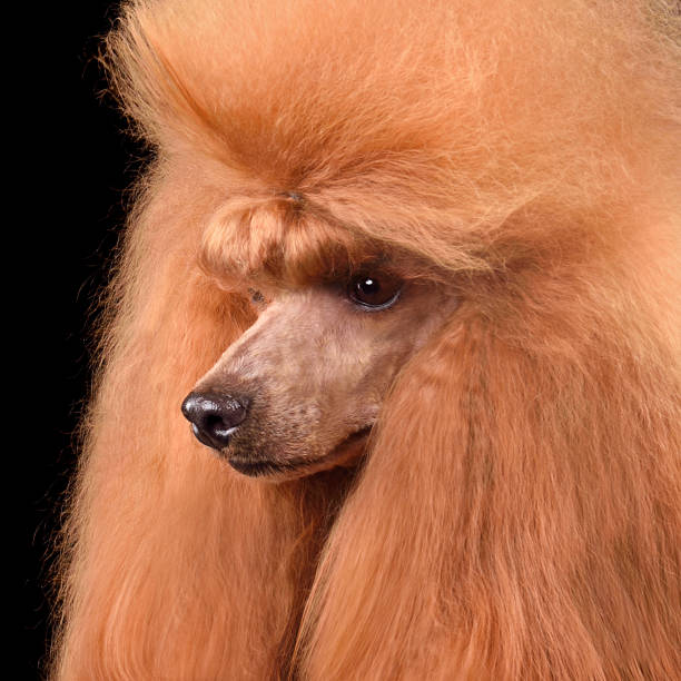 istock Portrait of red toy poodle 1590495217