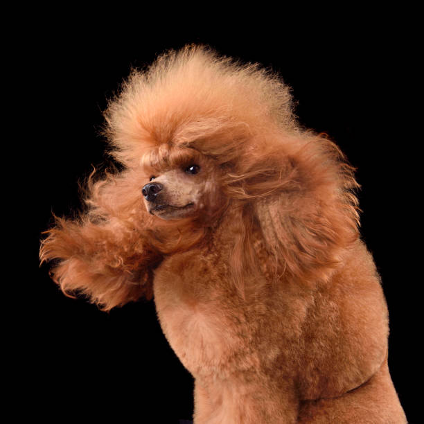 istock Beautiful apricot poodle like a rock star 1590495736