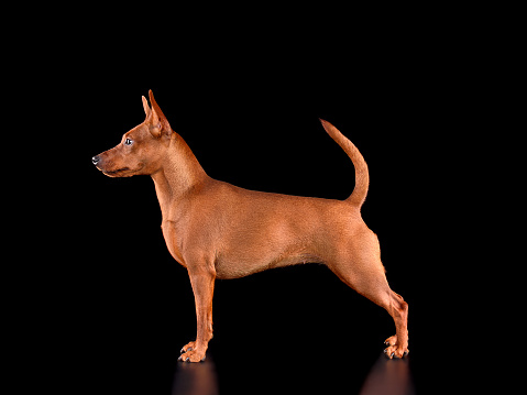Studio shot of red Miniature Pinscher dog standing on black background