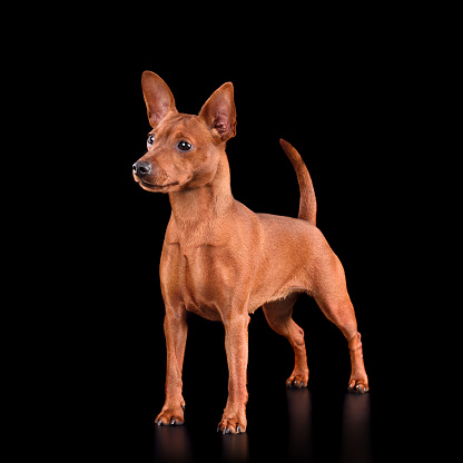 Red Miniature Pinscher dog standing on black background