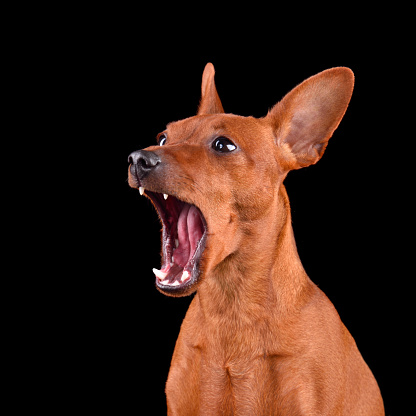 Yawning beautiful red Miniature Pinscher dog against black background
