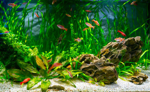 istock Aquarium fish and algae in a freshwater aquarium. 1590504785