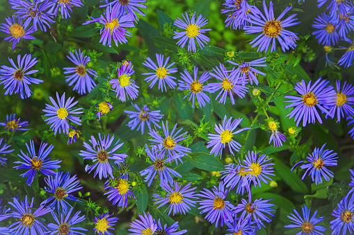 Purple Autumn Asters or daysies with a yellow center. Group in plantbed outdoors. Green leaves. Soft sunlight.