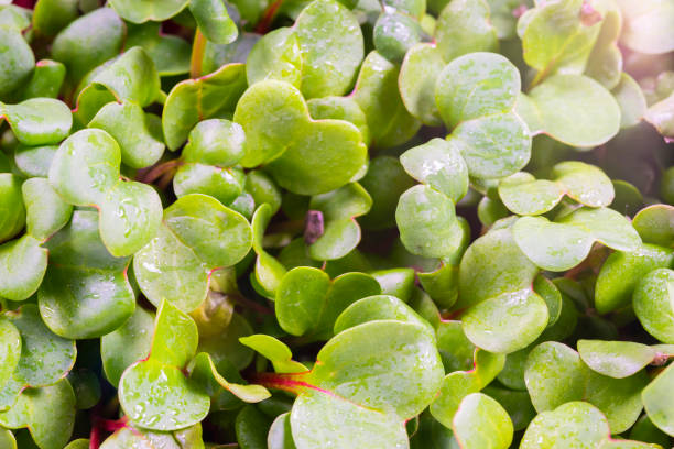 istock Micro-Village, Green Fresh Grass, Microgreen vegetable garden on the windowsill, background, texture. Water drops texture 1590526866