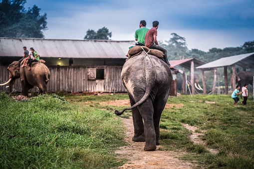 Pokhara, Nepal - March 23, 2016: Two nepalese men riding on the elephant toward the stable