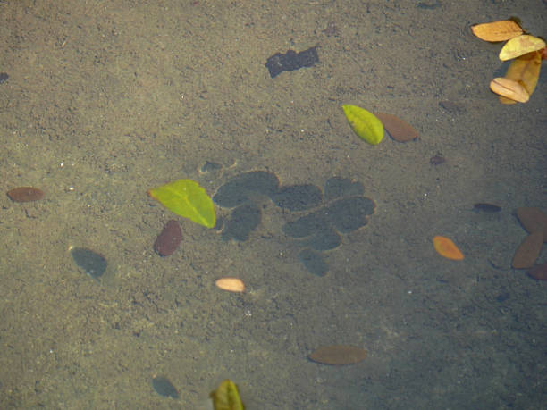 istock Small leaves floating on water in a pond 1590530336