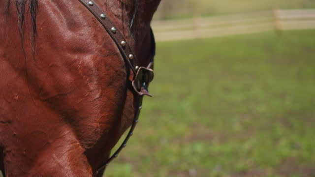 Leather belts with rivets and buckle on horse chest on field