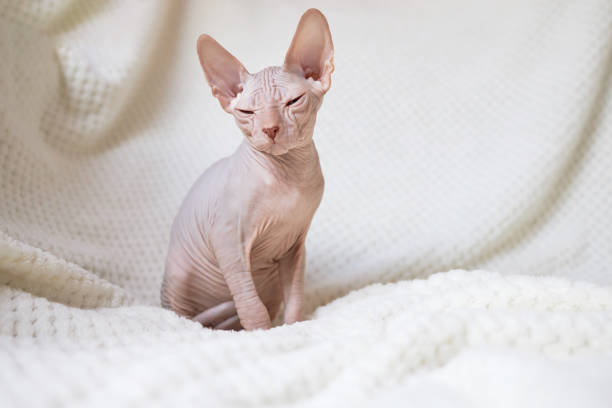 istock A small Canadian Sphyinx kitten sits on a white blanket and squints its eyes. Unusual purebred cat breeds 1590550438