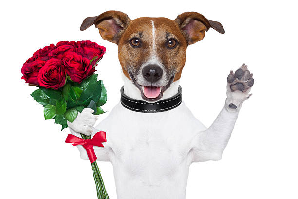 valentinstag-hund - dogrose stock-fotos und bilder